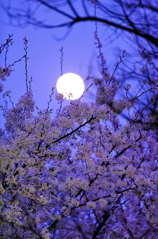 Image result for spring moon