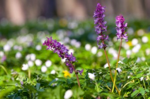 Corydalis blossom in the spring woods